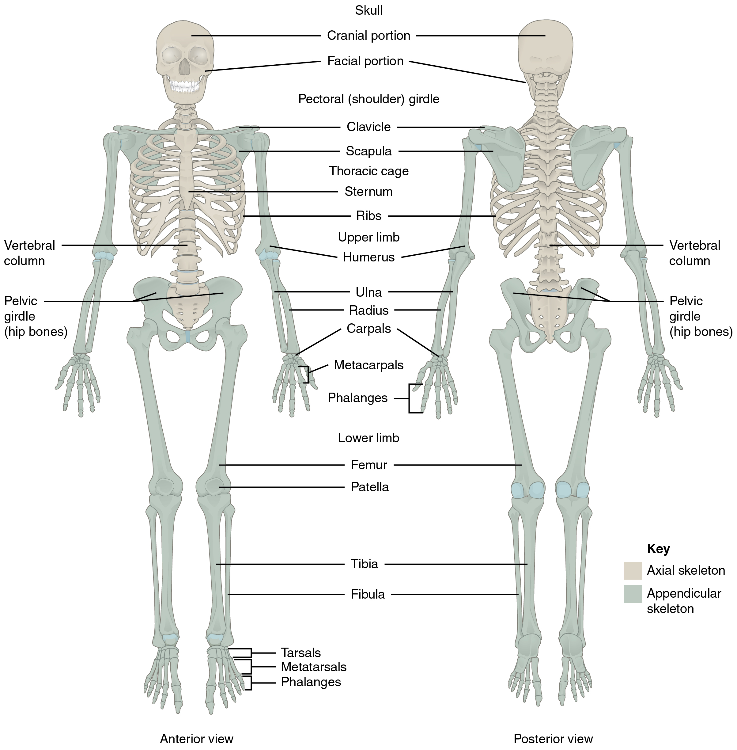 The bones form. Костная система человека скелет. Кости человека на латыни. Система костей человека скелет. Название костей скелета на латыни.