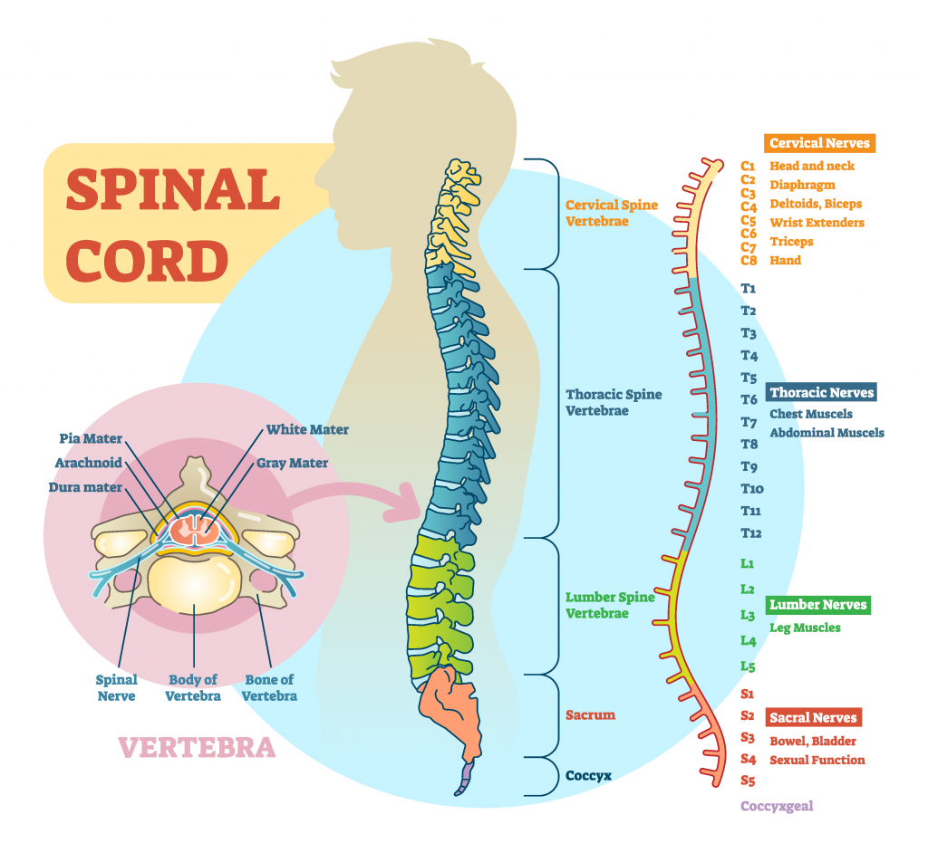 Illustration showing human spinal cord with labels and closeups