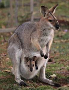 Kagaroo with joey in pouch