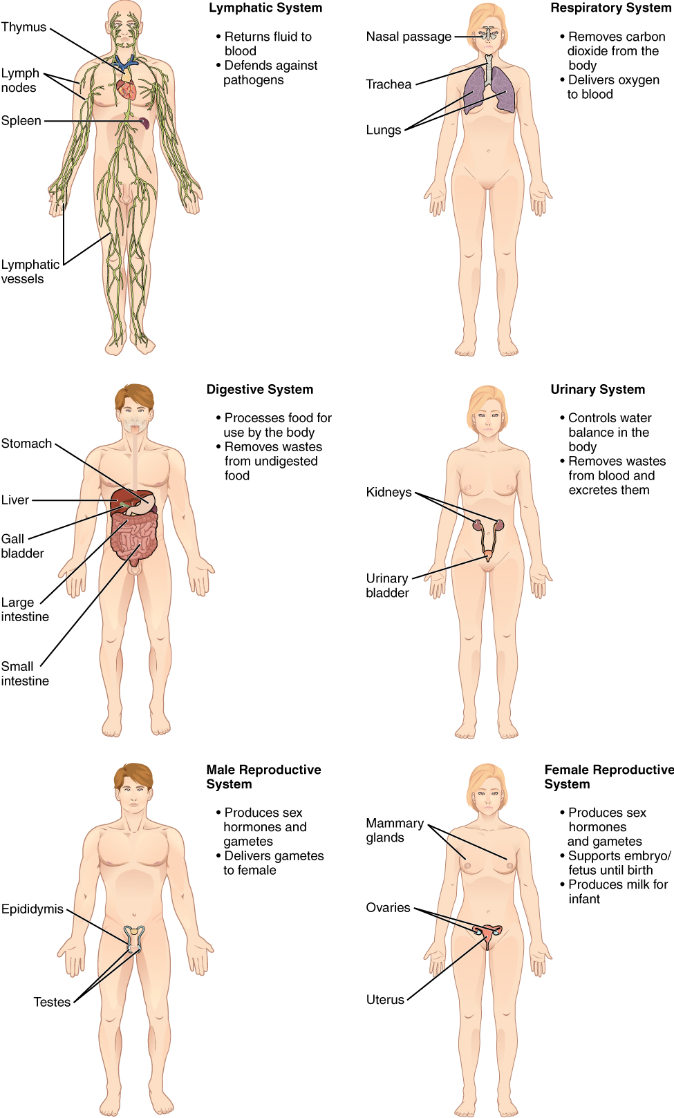 A plea for an extension of the anatomical nomenclature: Organ systems