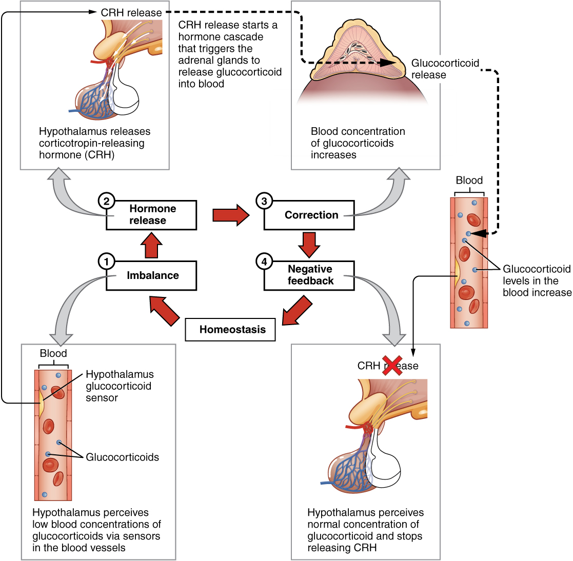 endocrine-system-medical-terminology-for-healthcare-professions