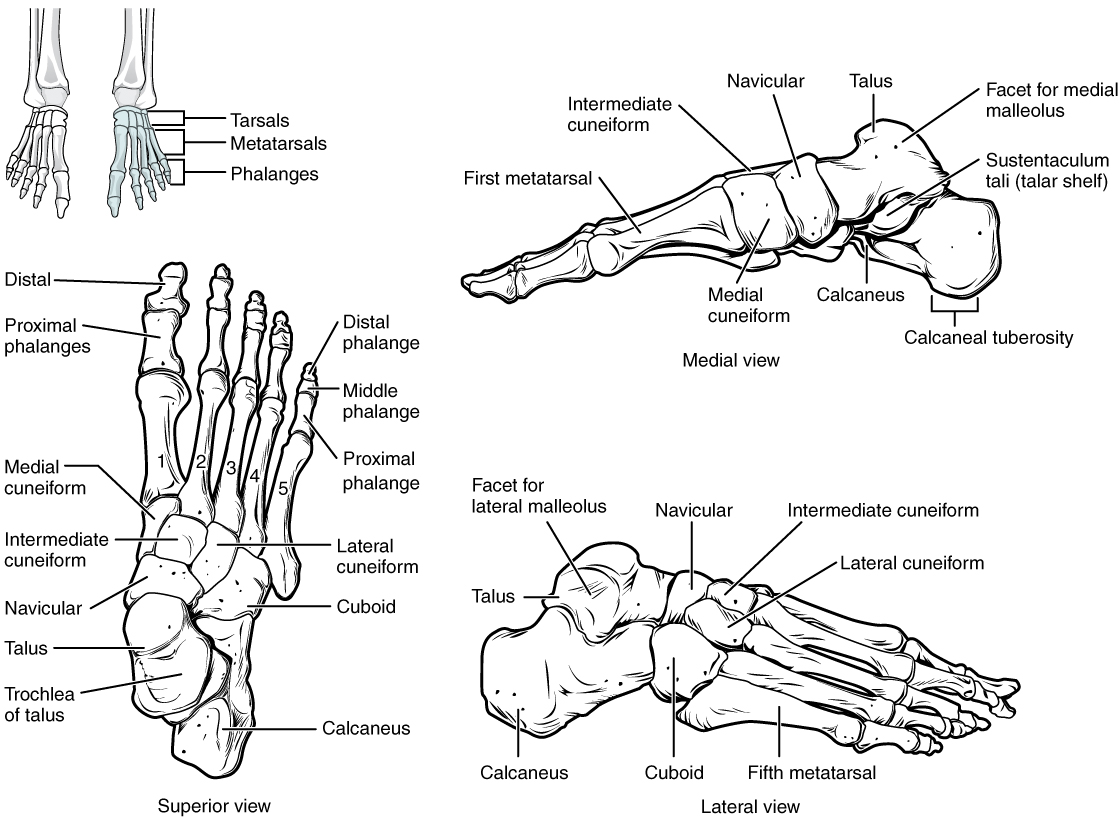 Строение стопы анатомия. Кости стопы человека анатомия. Пястные кости стопы. Анатомия костей стопы. Медиальная клиновидная кость стопы.