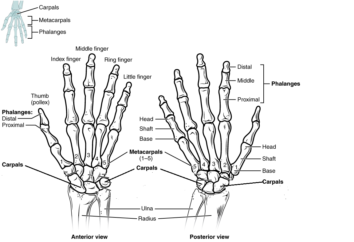Рука человека название. Кисть строение анатомия костей. Строение костей кисти. Кисть руки анатомия строение костей. Строение запястья руки человека кости.