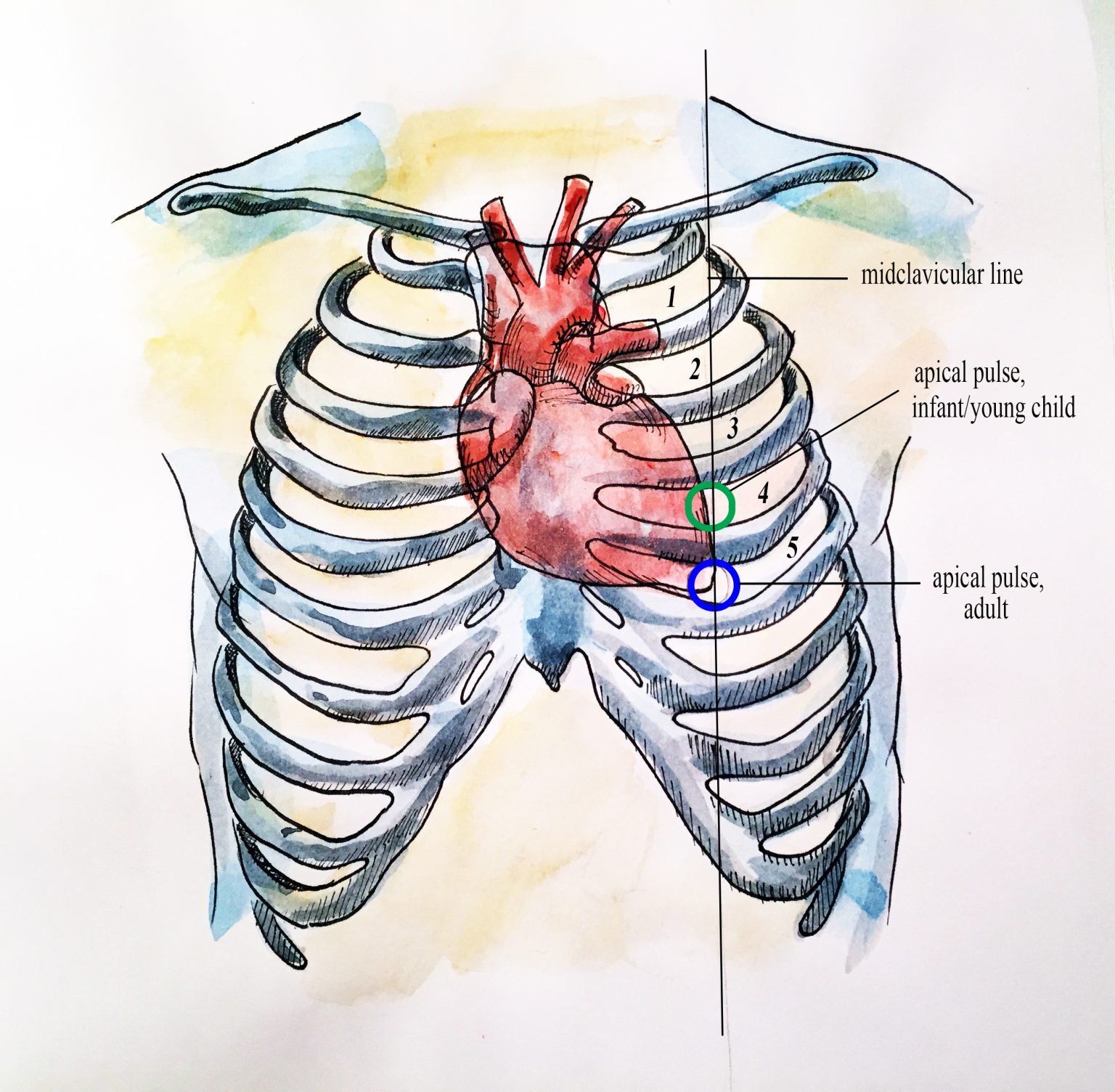 Apical Pulse Vital Sign Measurement Across The Lifespan 2nd 