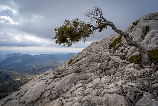 Tree growing on the side of a rocky hill