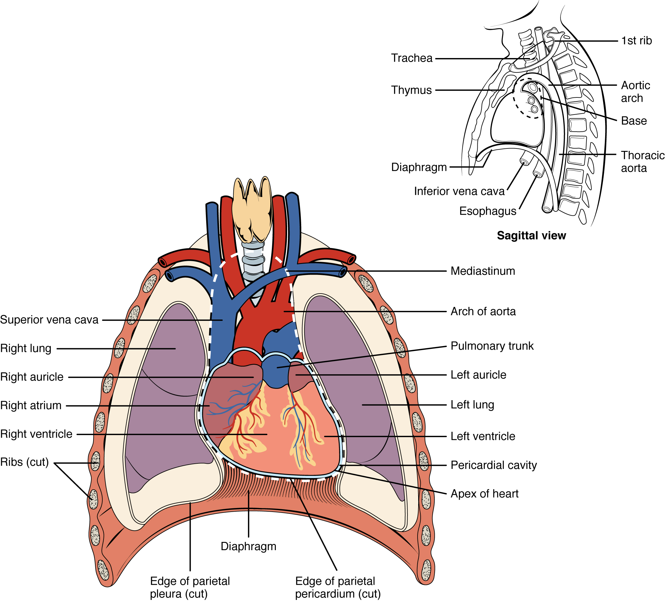 Illustration, with labels, showing position of the heart in the thoracic cavity.
