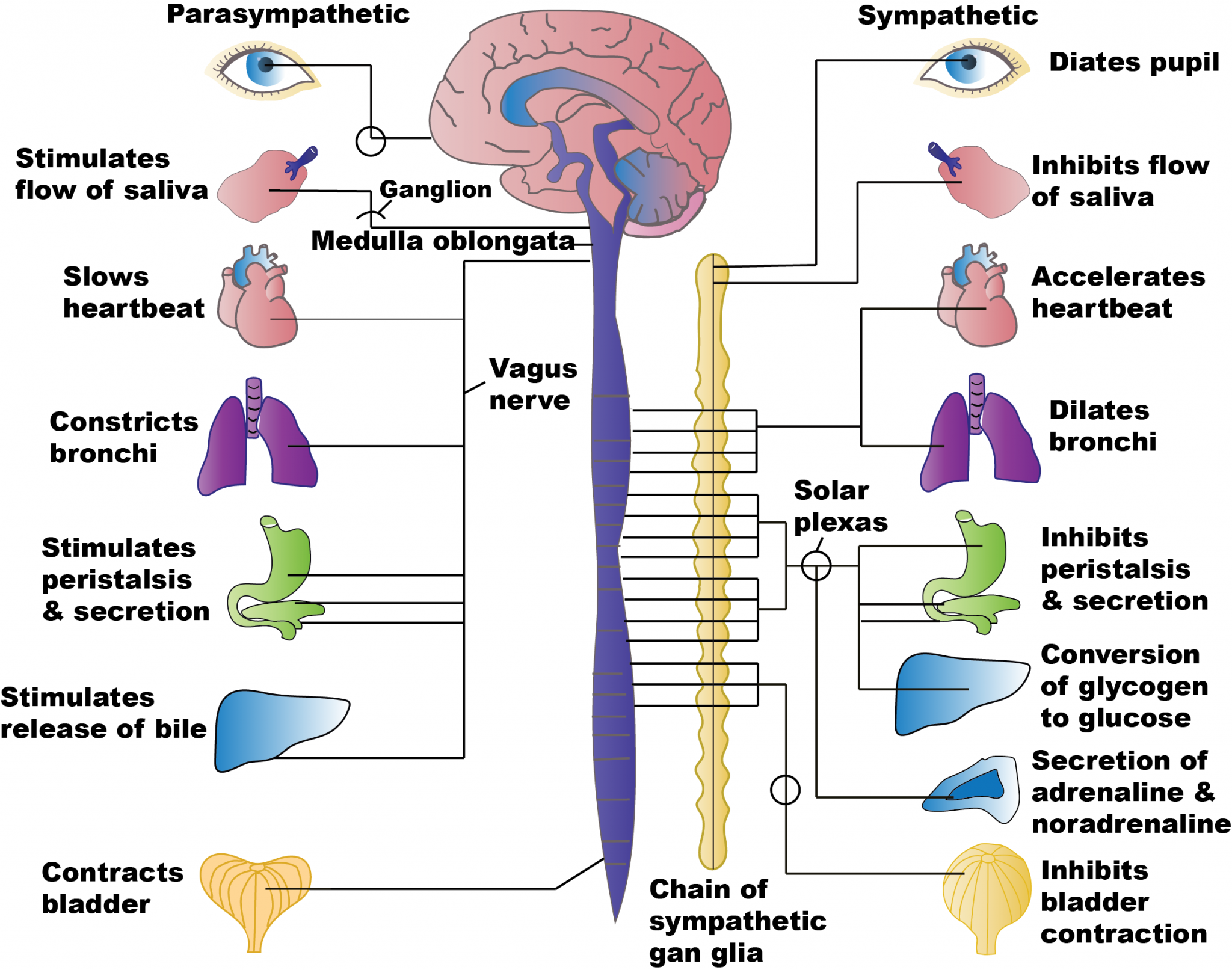 Нервные центры симпатического отдела. Автономная нервная система: парасимпатическая система. Нервная система человека симпатическая и вегетативная. Строение вегетативной НС. Вегетативная нервная система анатомия схема.