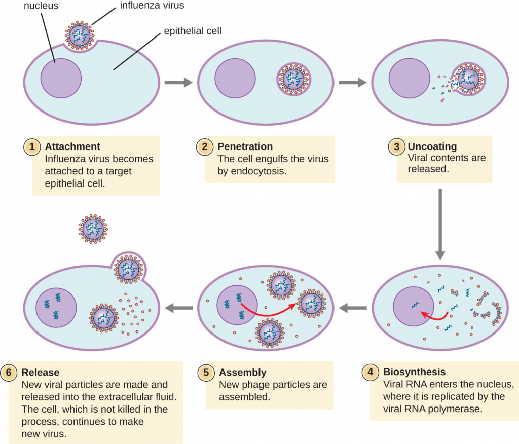 Illustration of Influenza virus attaching to target cell and replication within nucleus of cells.