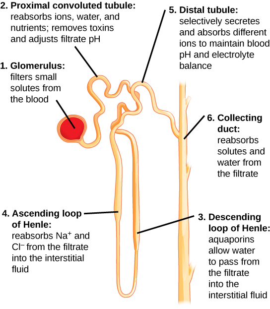 Illustration, with labels, showing nephron structure