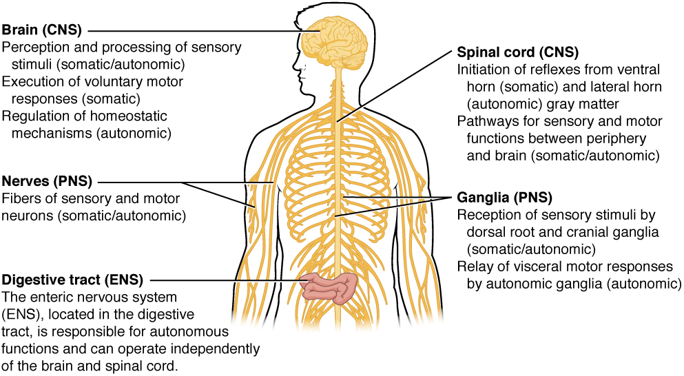 Illustration of human torso showing labeled parts of Somatic, Autonomic, and Enteric Structures of the Nervous System