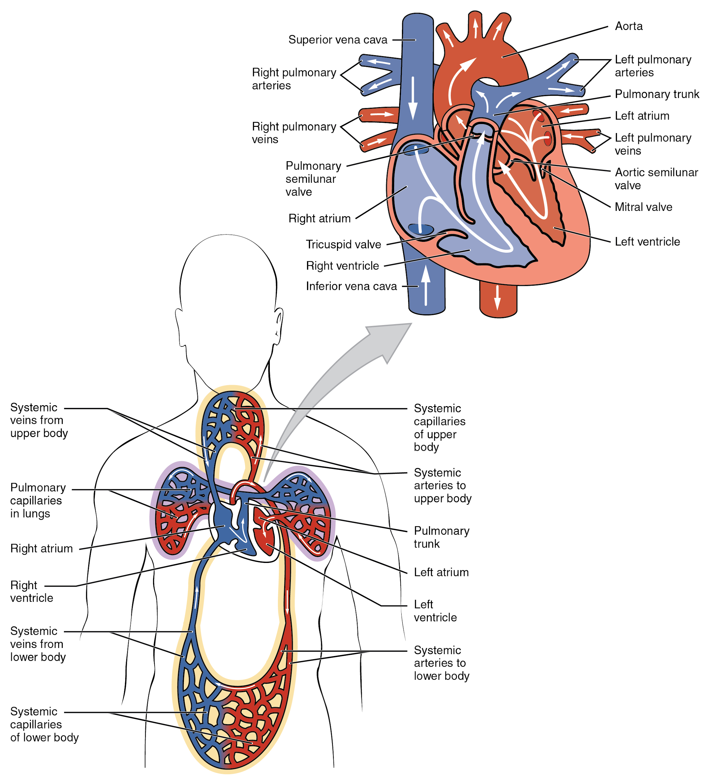 Illustration, with labels showing chambers of heart and blood circulation.