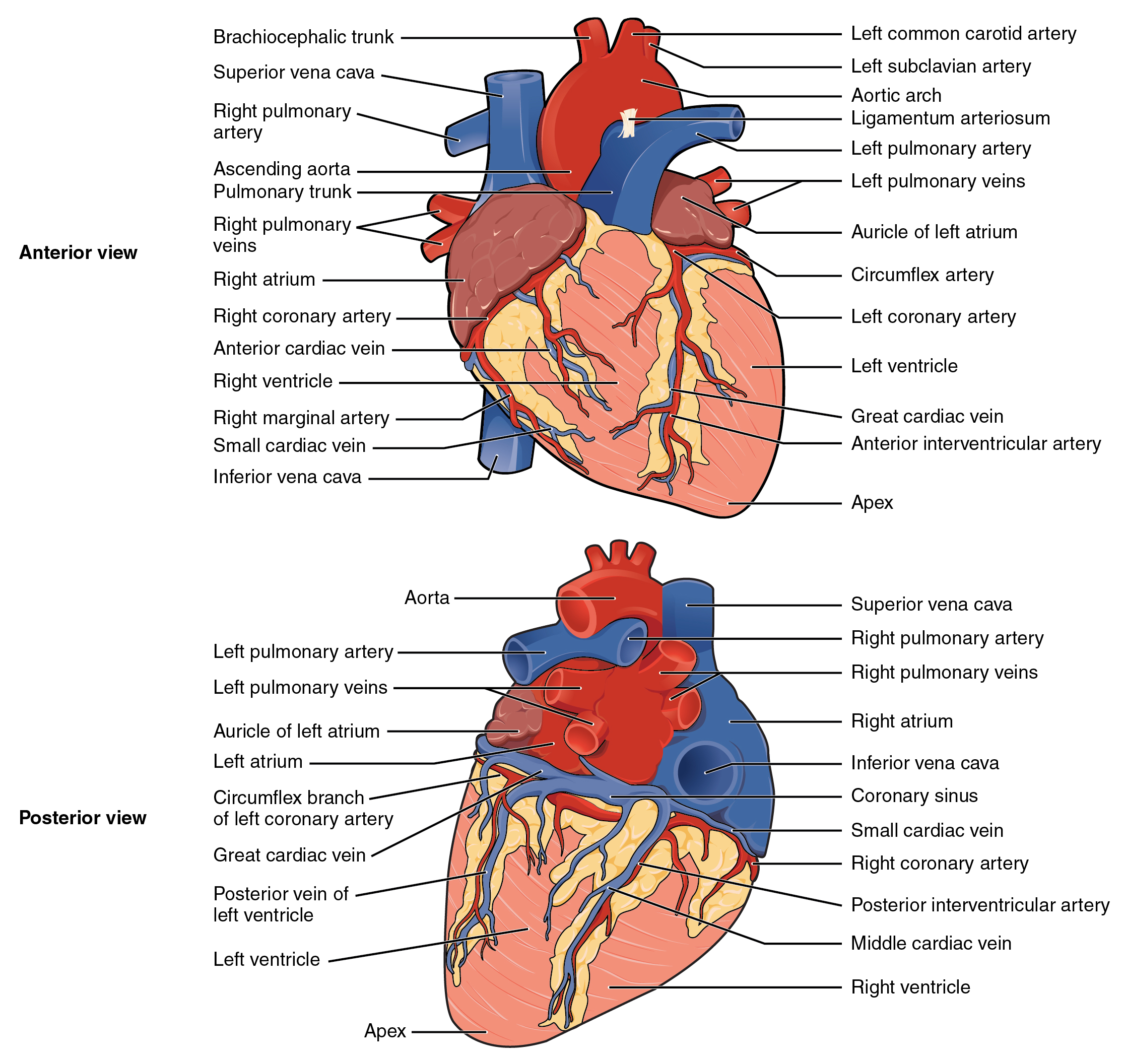 Illustration with labels, showing heart from anterior and posterior views.