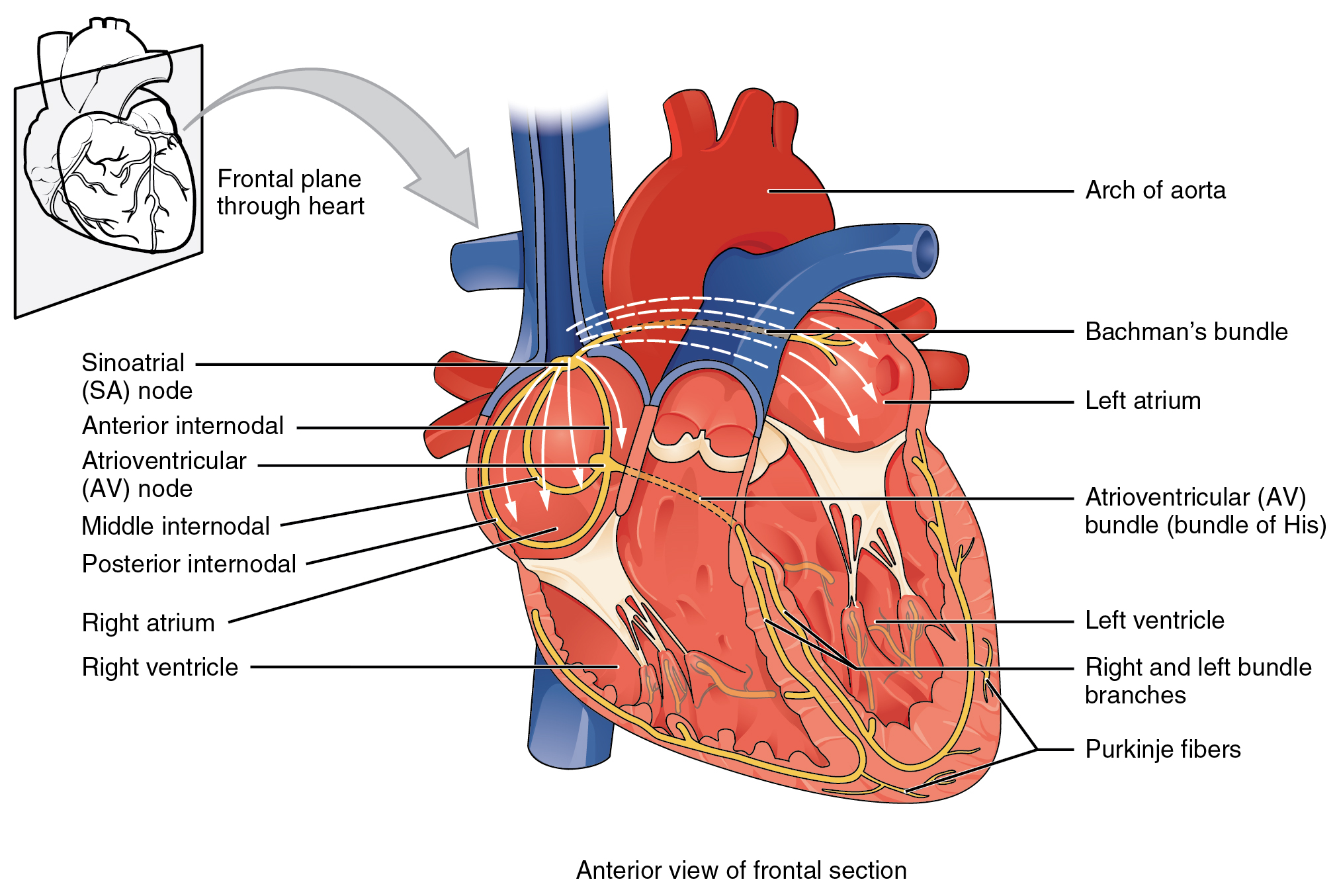 Illustration, with labels, showing anterior view of frontal section and frontal plane through heart.