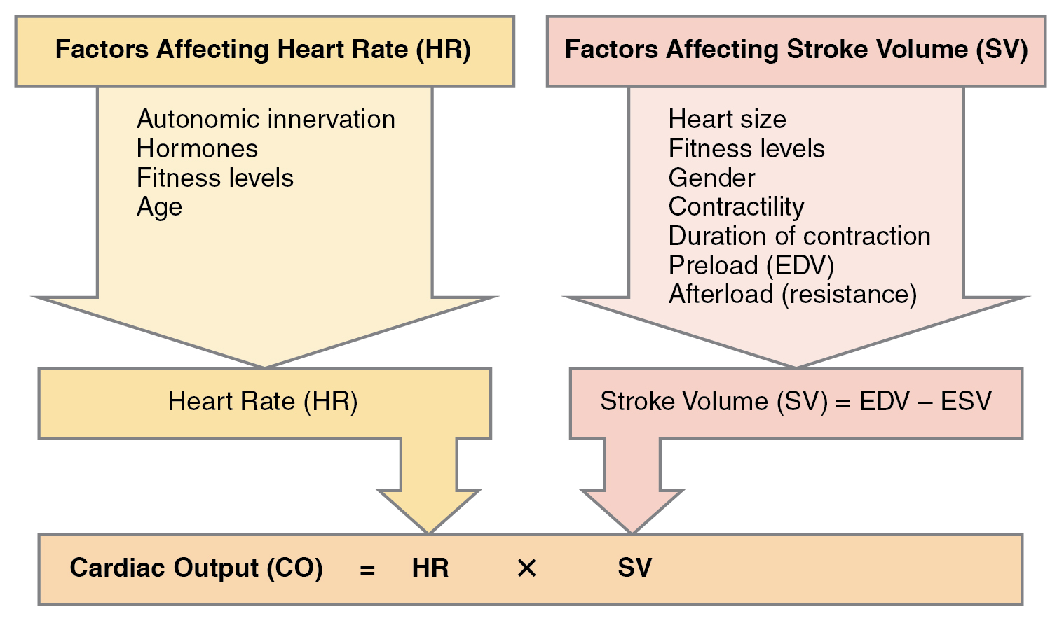 Process chart showing factors that affect cardiac output.