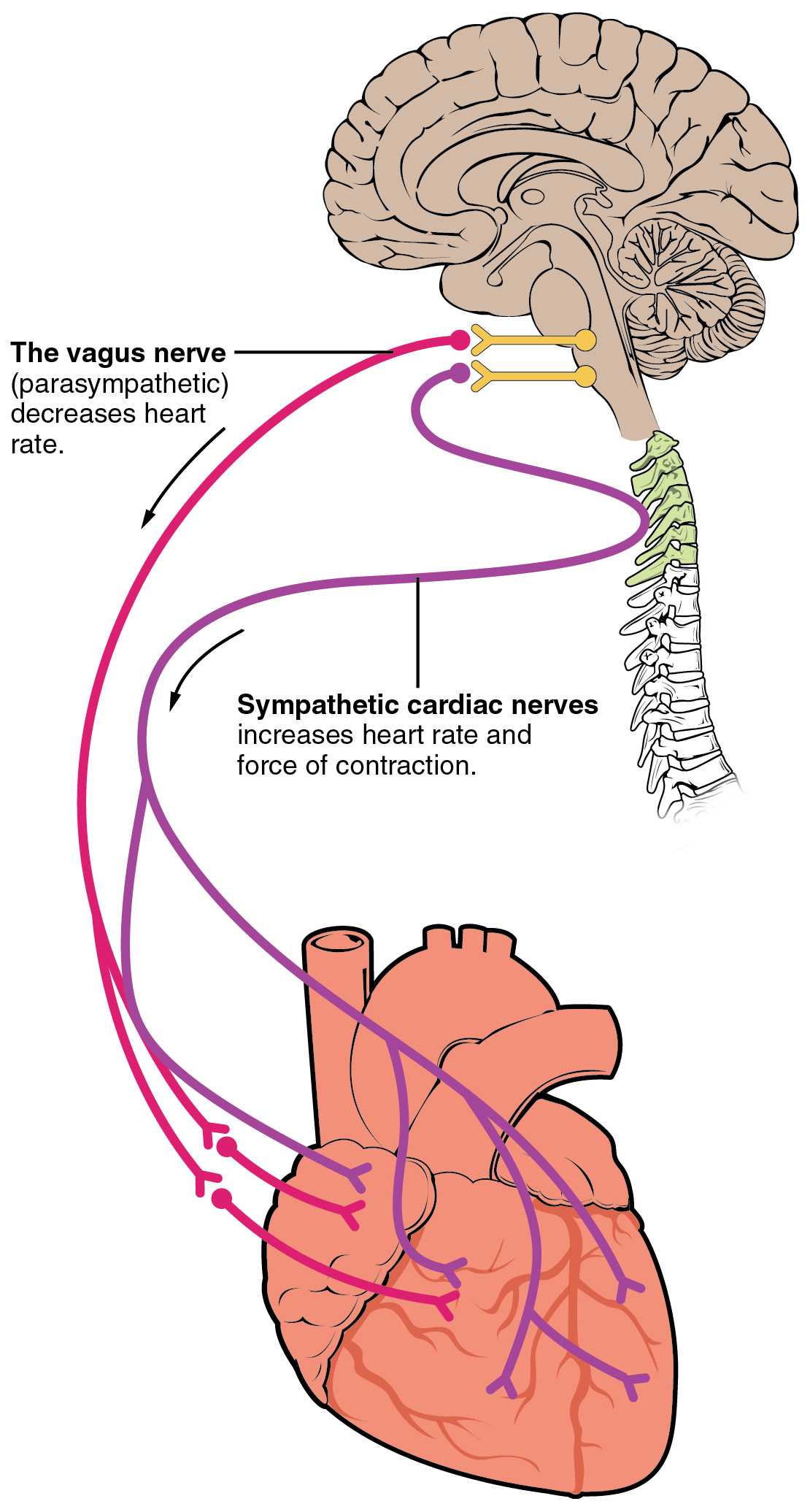 Illustration, with labels, showing the route between the vagus and sympathetic cardiac nerves.