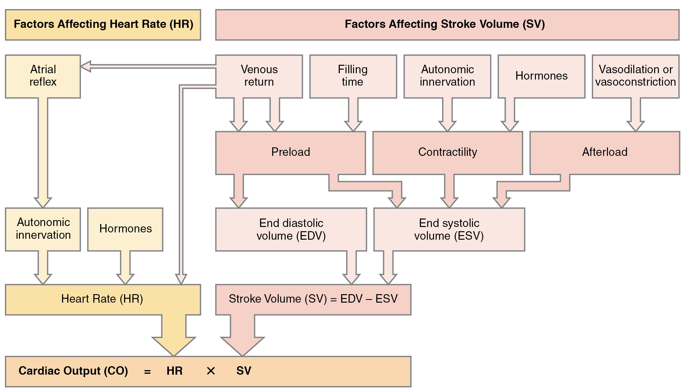 Illustration of process chart showing major factors that influence cardiac output.