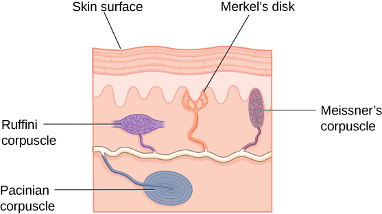 a cross section of the skin showing four different types of receptors, ranging from big bulbous Pacinian corpuscles to Merkel receptors with little suction cup-shaped tips