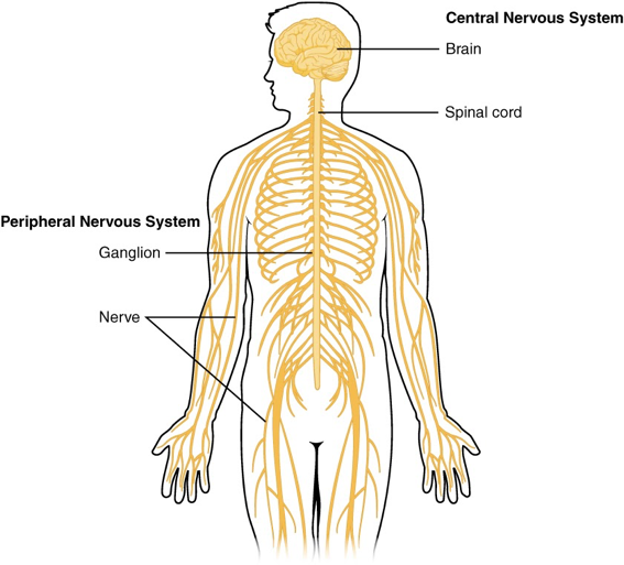 Illustration of the top 2/3 of a person showing the brain and spinal cord in yellow, as well as the peripheral nerves branching off the CNS and extending into the rest of the body.