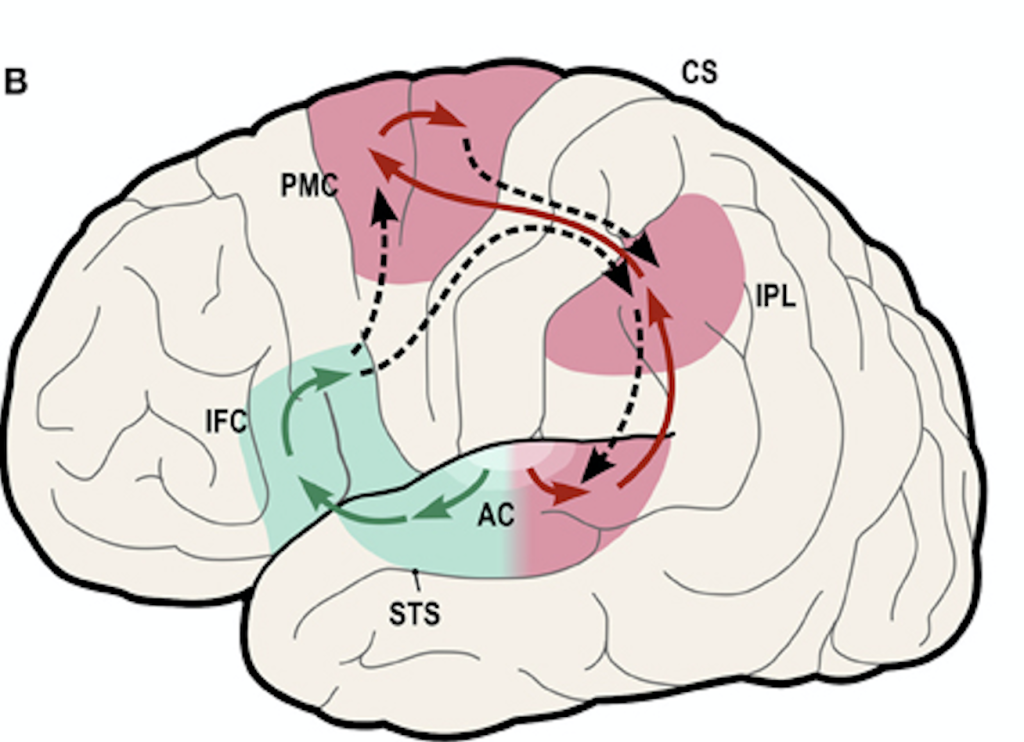 The dorsal auditory pathway carries information through the parietal cortex to the temporal cortex and the ventral stream carries information through the temporal cortex to the parietal cortex.