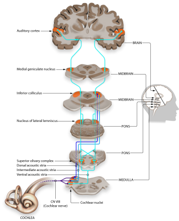 Auditory Pathways to the Brain – Introduction to Sensation and Perception