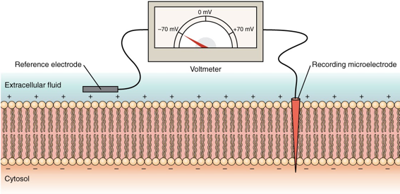 Illustration of a lipid membrane with a voltmeter and an electrode stuck through the membrane.
