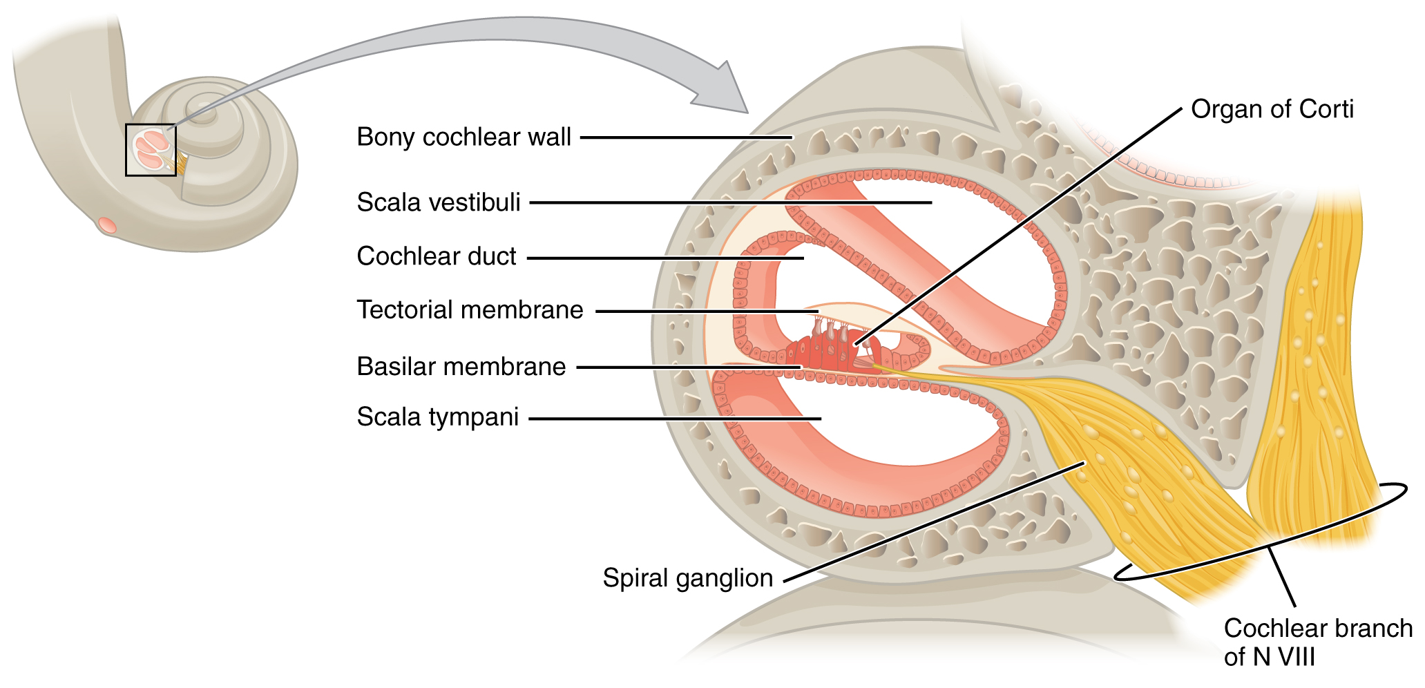 3 отдела улитки. Улитковый проток внутреннего уха. Внутреннее строение улитки внутреннего уха. Улитка уха строение и функции. Структура улитки внутреннего уха.