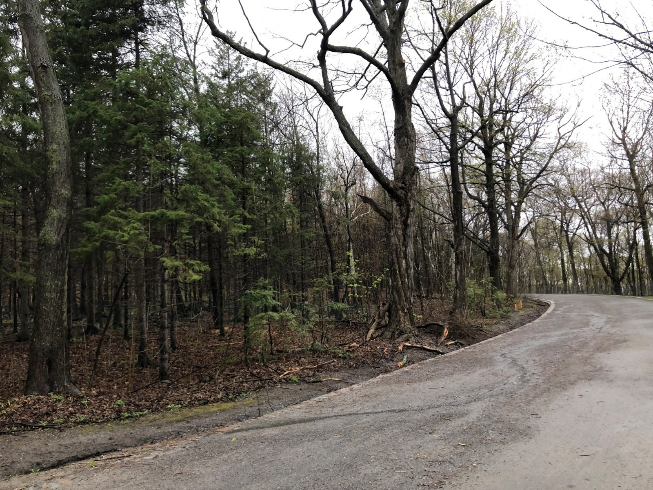 The image shows a road with numerous trees on both sides. Some trees have green leaves, while others are bare. The weather is cloudy.