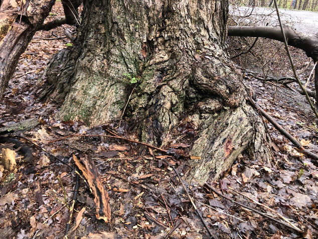 The image shows the lower section of a tree trunk, with some parts of the tree's roots visible on the ground. On the ground, there is foliage from the tree.