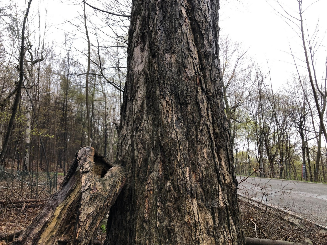 The image shows a portion of a tree trunk lying on top of another tree's trunk. On the right side of the image, a road is partially visible. In the background, there are several leafless trees, and both the ground and the trees are wet.