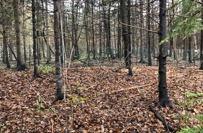 The image represents a landscape with several trees, most of which are bare. On the ground, there are many orange/brown leaves. Additionally, in the right foreground, there are some green leaves