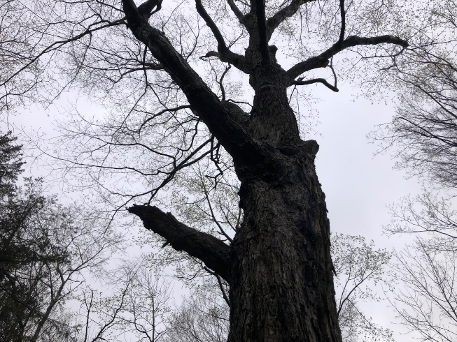 The image shows a view from beneath a tree. The texture of the tree trunk is clearly visible. Additionally, from this angle, the image shows leafless branches of trees with a cloudy sky in the background.