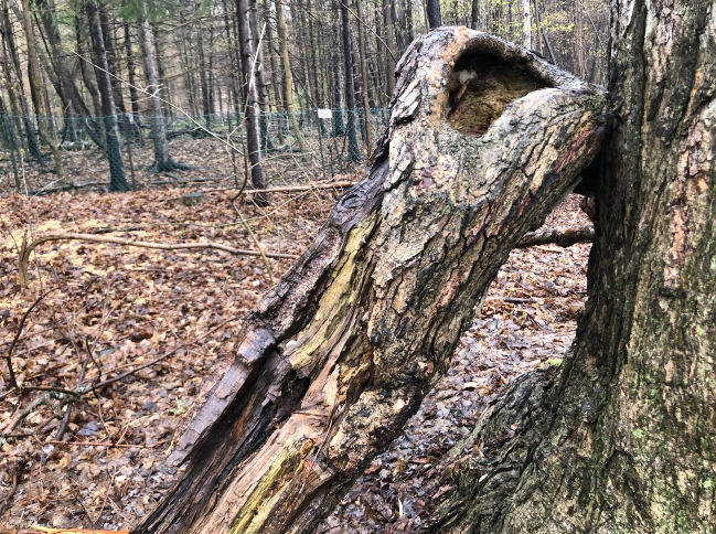 The image shows a broken trunk leaning on another tree. These trees and the broken trunk are situated in an environment with numerous yellow leaves covering the ground. In the distance, some other trees are visible. All the trees and leaves are wet