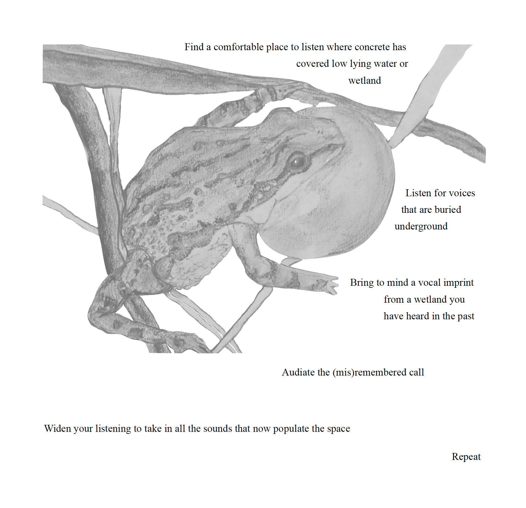 Grayscale drawing of a frog with the text: "Find a comfortable place to listen where concrete has covered low lying water or wetland. Listen for voices that are buried underground. Bring to mind a vocal imprint from a wetland you have heard in the past. Audiate the (mis)remembered call. Widen your listening to take in all the sounds that now populate the space. Repeat."