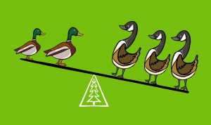 There is a scale. Two ducks stand on the left while three geese stand on the right. As the geese are heavier, the scale tills down on the right side.