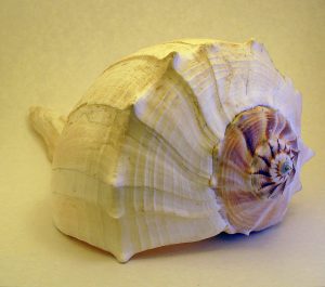 a shell with Fibonacci spiral patrern