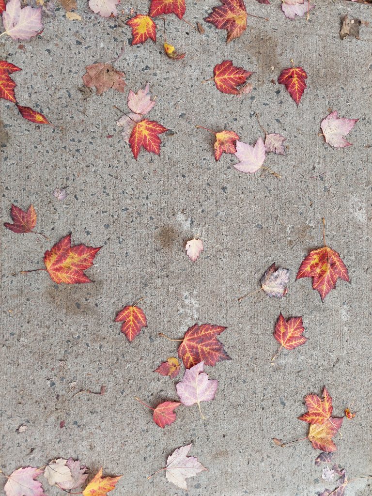 Approximately 30 small red and yellow maple leaves on a sidewalk, viewed from above. This picture was used as the cover for this book.