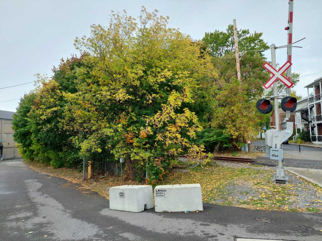 A large tree with green and yellow foliage at a fork in a walking path. On the right there are railroad tracks. In front of the tree, two large concrete blocks seem out of place. There is small stenciled graffiti on each that say "Land back."